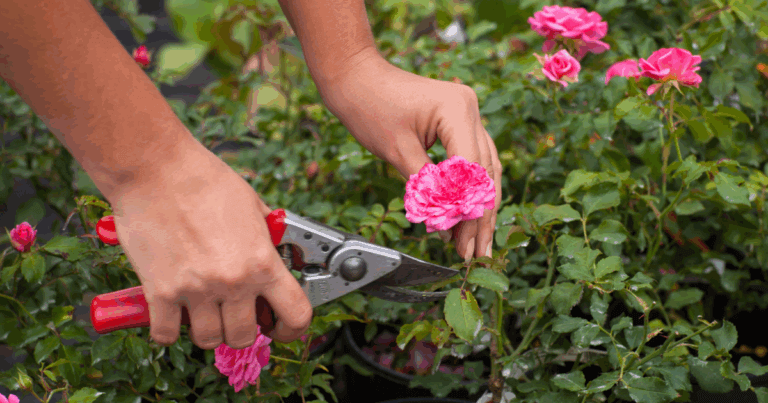 Cutting back flowers in midsummer
