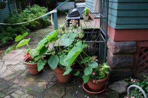 Elephant ears in pots