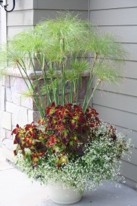 Container with coleus