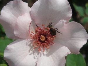 Japanese beetle on rose