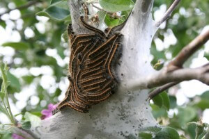Eastern tent caterpillar nest