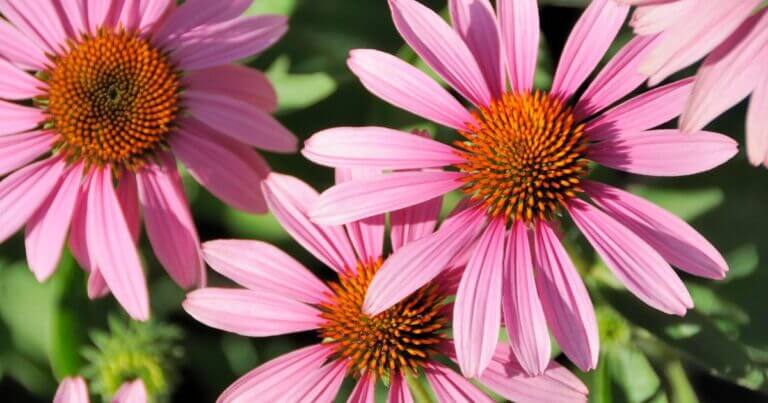 Are You Seeing Aster Yellows?