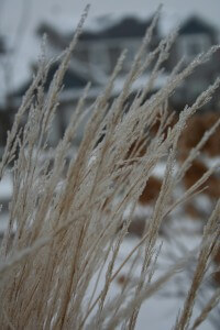 Frost on Karl Foerster