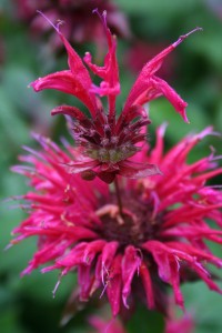 bee balm two header