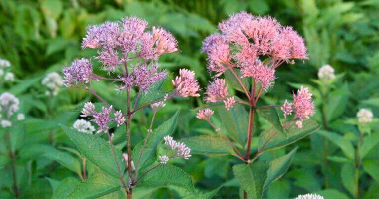 Great Plants for Northern Gardens: Joe Pye Weed