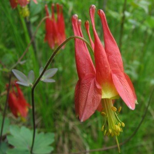 Wild_Columbine bloom