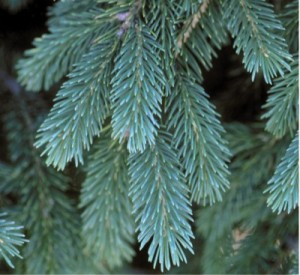 bailey black hills spruce closeup