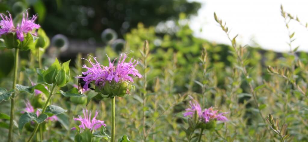 beebalm and bee
