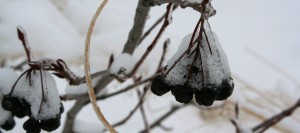 chokeberry in winter
