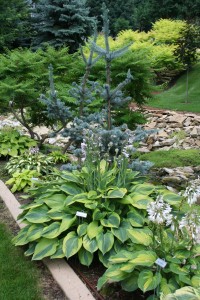 hosta and shrub