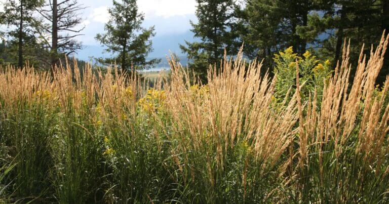 Great Plants for Northern Gardens: ‘Karl Foerster’ Grass