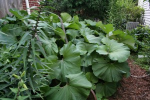 ligularia before bloom