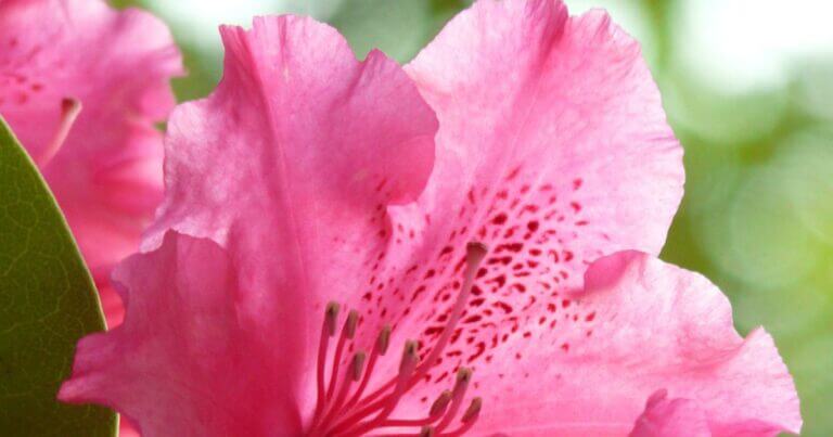 Great Plants for Northern Gardens: Day 3 — Northern Lights Azaleas