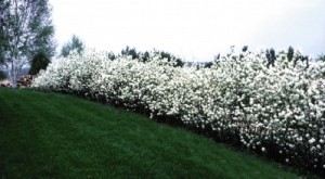 regent serviceberry hedge