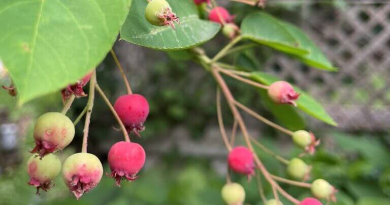 Serviceberry shrub