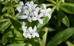 sweet woodruff bloom