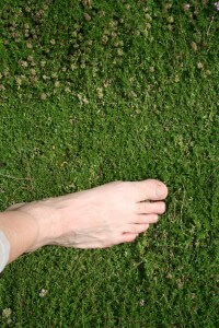 walking on thyme