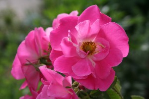 William Baffin climbing rose bloom