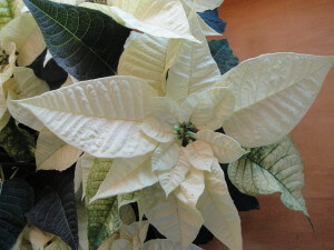 white poinsettia