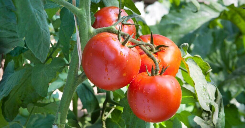 Determinate tomatoes in a bush