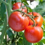 Determinate tomatoes in a bush