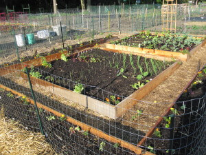 egetable garden planted