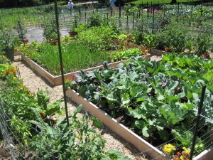 vegetable garden midseason
