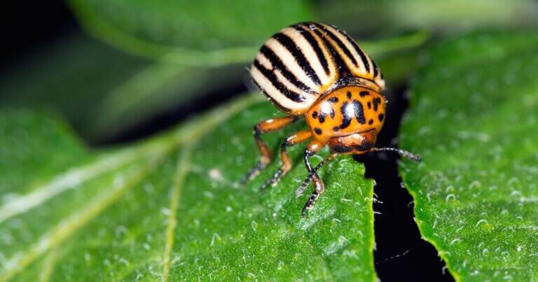 Potato beetle eating a leaf