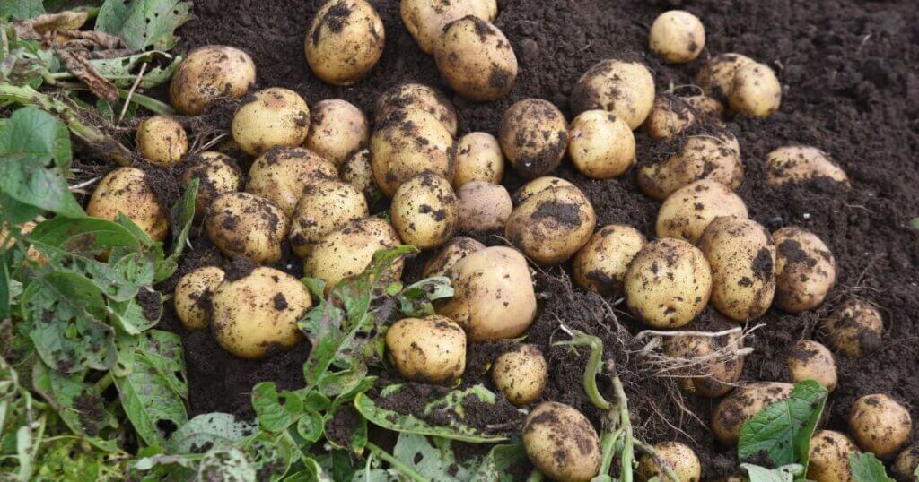Potatoes in a garden