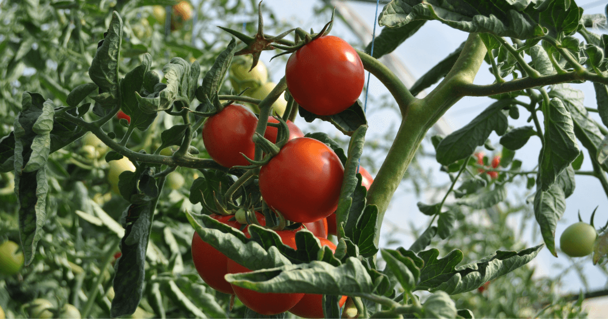 Grape tomatoes growing along a vine