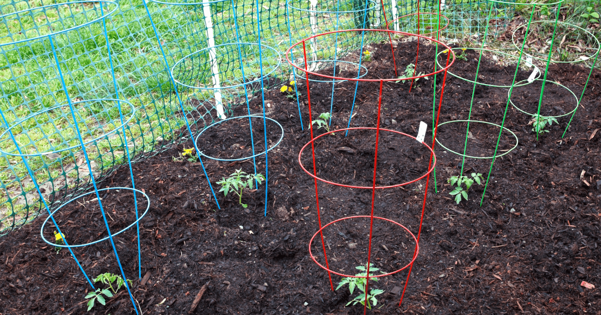 Young tomato seedlings growing in cages