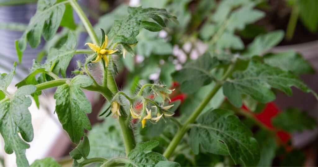 Tomato flowers