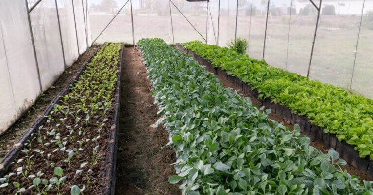 Vegetable garden crops in a row under cover