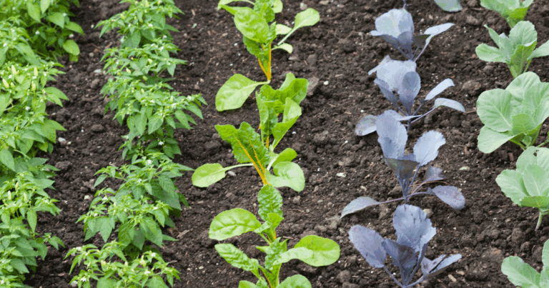 Vegetable garden spacing