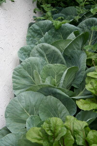 cabbage edger