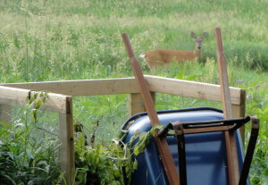 deer at garden