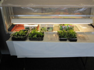 lLettuce growing in minigreen