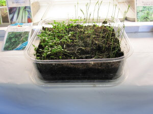 lettuce seeds sprouted