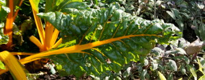 narrow chard