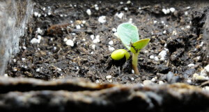 seedling2