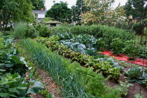 large vegetable garden