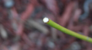 signs of rabbit damage