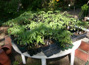 tomatoes hardening off