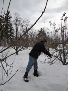 prune in late winter2