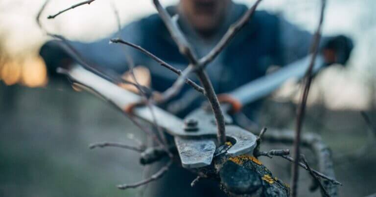 When to Prune Trees (and Why)