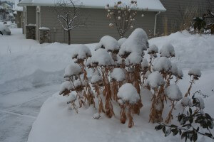 snow on sedum