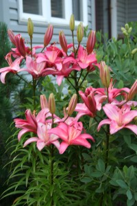 toronto lily small