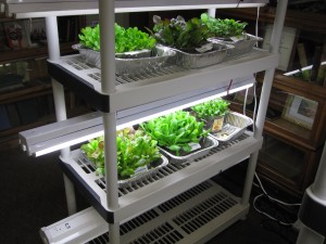 Lettuce seedlings