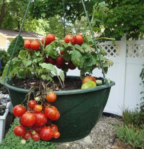 hanging basket tomatoes
