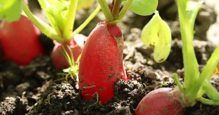 Growing vegetables like radishes for a fall harvest in northern gardens.